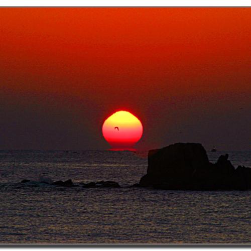 갈매기 태양에 갇히다.....