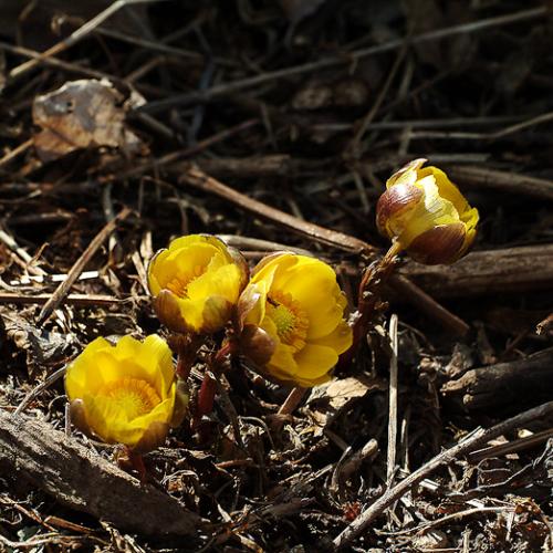 복수초와 노루귀