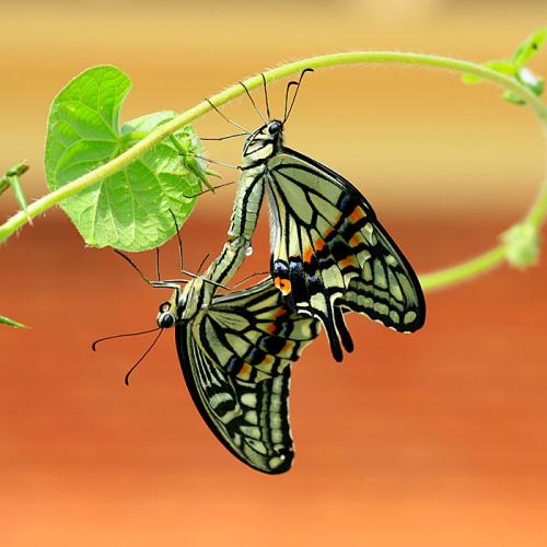 호랑나비의 결혼식