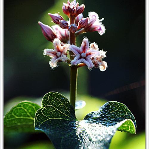 오늘 아침엔 78탄(꽃)