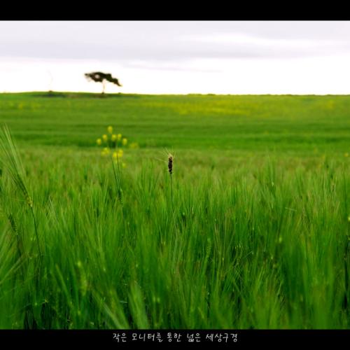 보리밭 소경(小景)