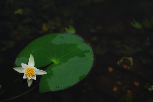 연꽃을 향한 시선