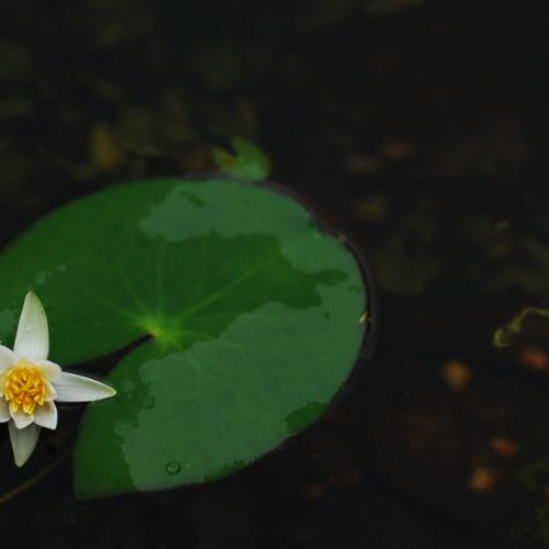 연꽃을 향한 시선