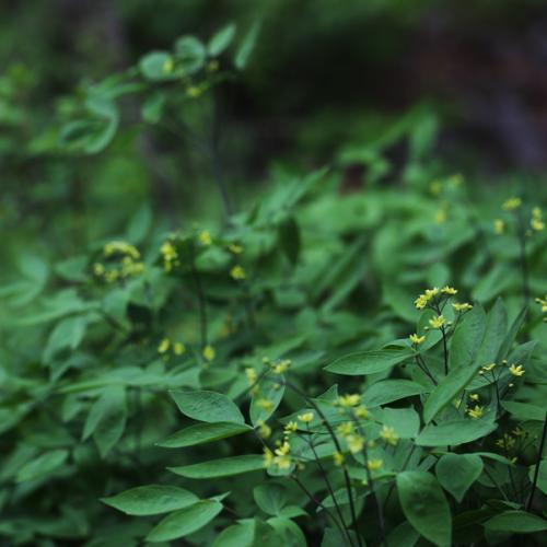 꿩의다리아재비