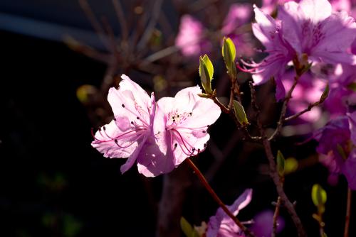 꽃, 빛을 바라보다.