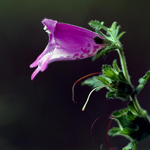 오늘 아침엔199-2탄(나도 송이꽃)