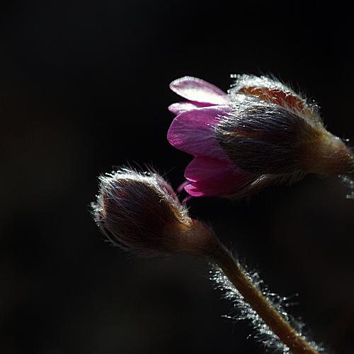 오늘 아침엔200탄(노루귀)