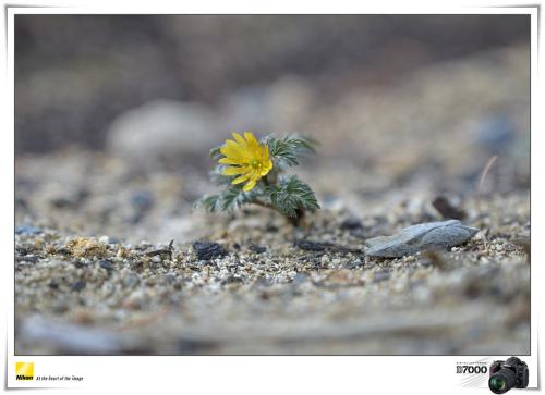 대전수목원 노루귀...