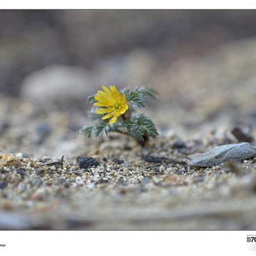 대전수목원 노루귀...