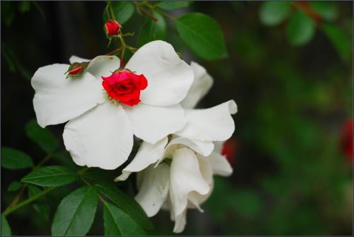 늦봄 한밭수목원에서...