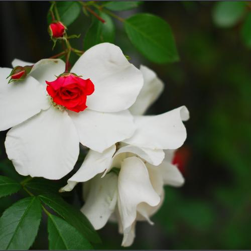 늦봄 한밭수목원에서...