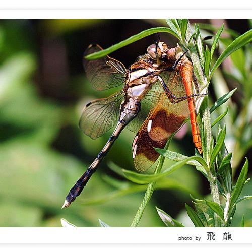 오늘 아침엔80탄(양육강식)