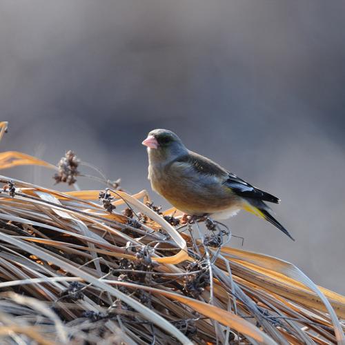 방울새 입니다.