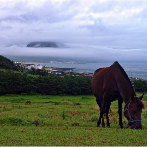 산방산과 제주마