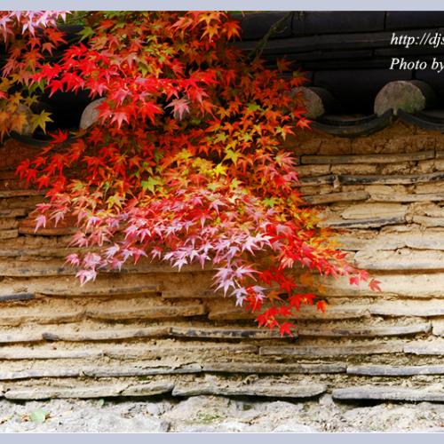 담장에 물든 가을