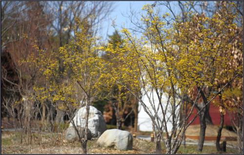 봄빛 깃들인 날에