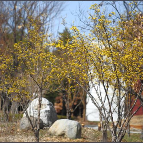 봄빛 깃들인 날에
