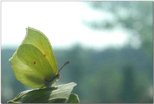 각시멧노랑나비