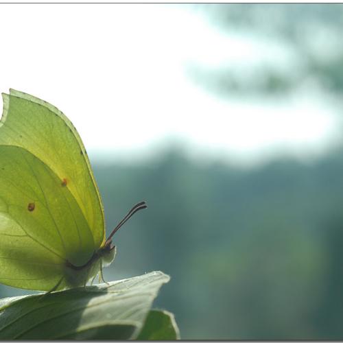 각시멧노랑나비