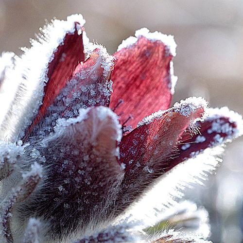 오늘 아침엔201탄(할미꽃과?)
