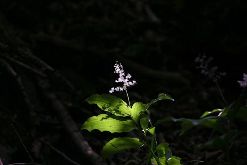 풀솜대(지장보살)