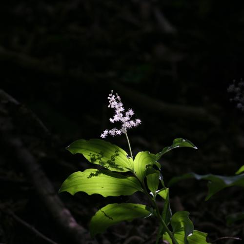 풀솜대(지장보살)