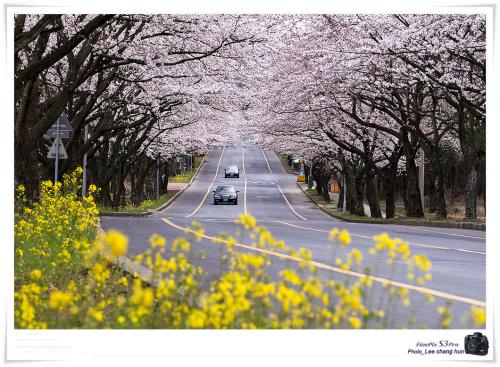 제대입구 벗꽃터널