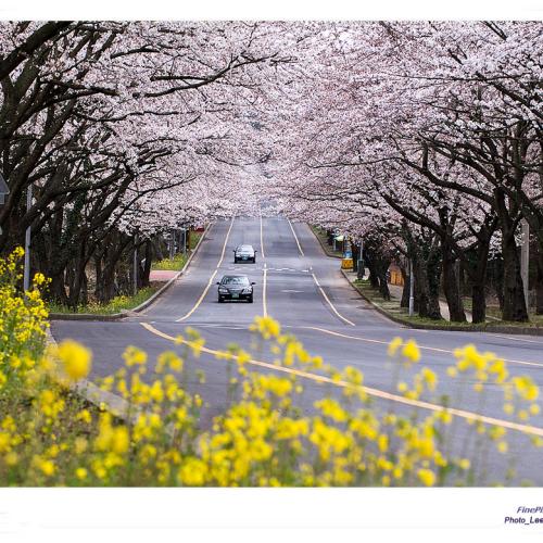 제대입구 벗꽃터널