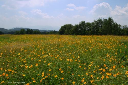 제천 쓰레기장 옆 금계국