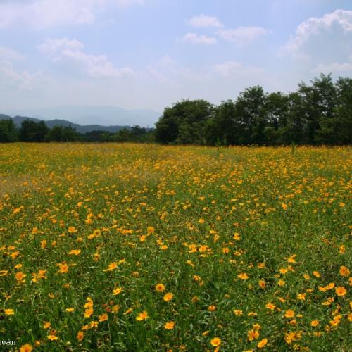제천 쓰레기장 옆 금계국