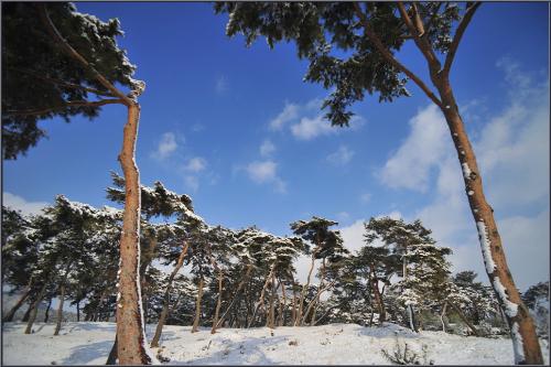 [D3] 송림의 겨울