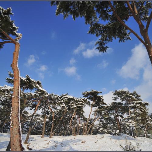 [D3] 송림의 겨울