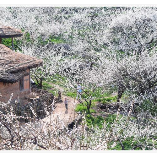 광양 매화마을...