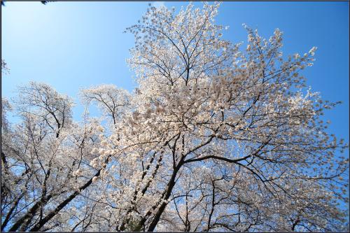 벚꽃 화사한 날에