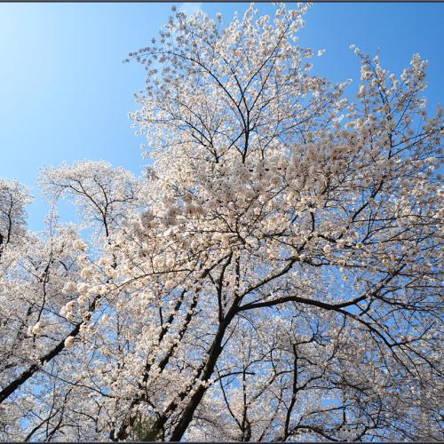 벚꽃 화사한 날에