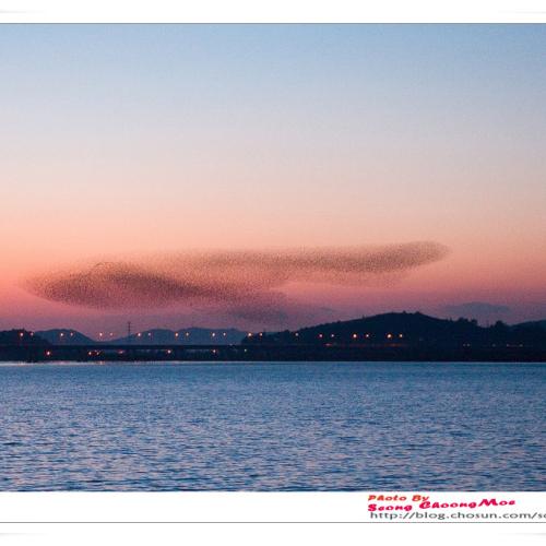 가창오리 군무(群舞)