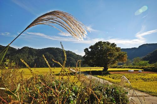 원정리 왕따나무