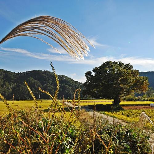 원정리 왕따나무