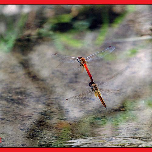 오늘 아침엔81탄(잠자리 날다)