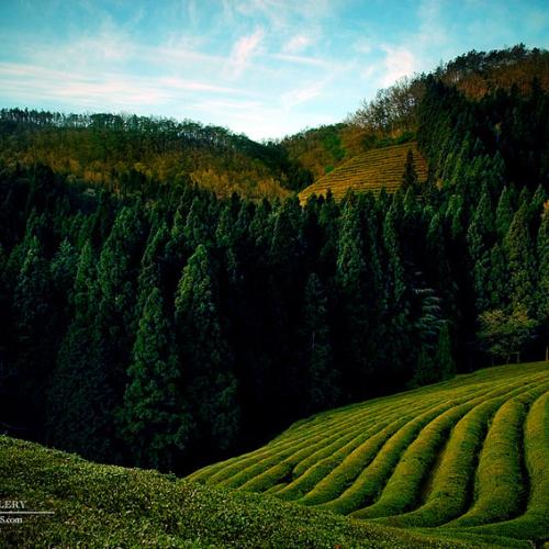 그렇게 봄은 조용히 찾아와있었다.