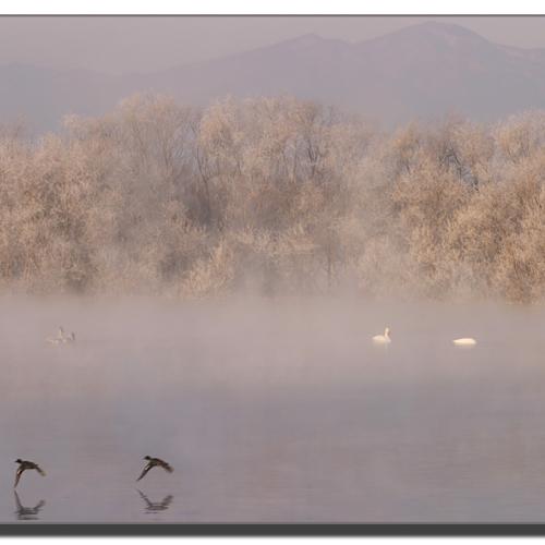 고니와 안개.............