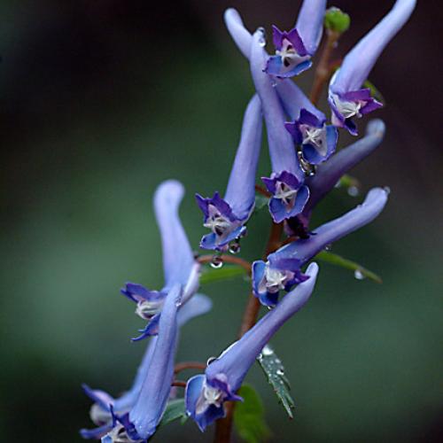 오늘 아침엔204탄(현호색)