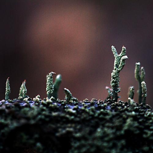 오늘 아침엔150탄(이끼)