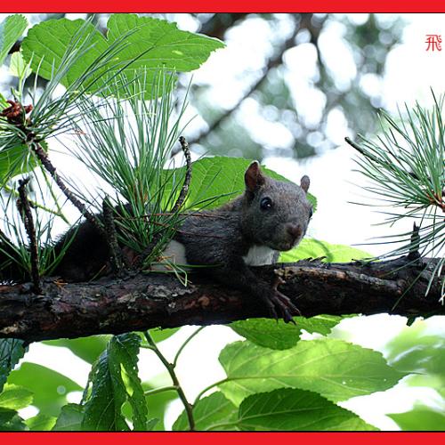 오늘 아침엔81-3탄(청설모;연작)