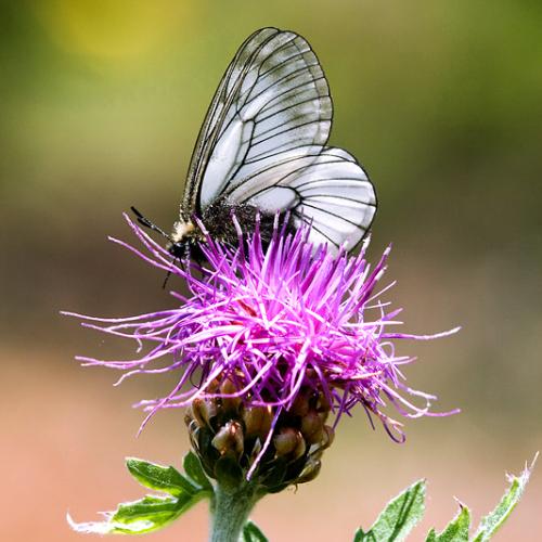 뻐국채와 모시나비 그리고