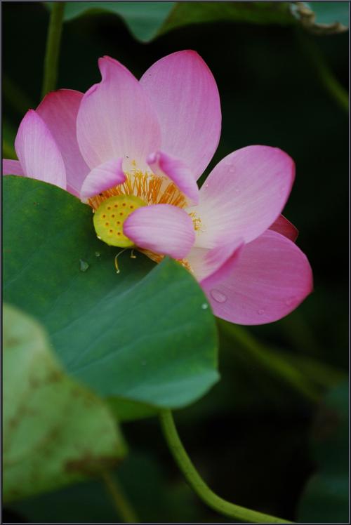 비오는 날에 연꽃밭