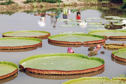 빅토리아 연꽃
