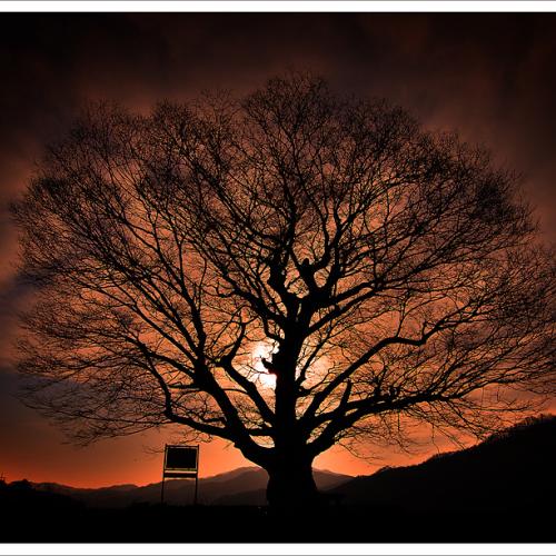 원정리 정자나무