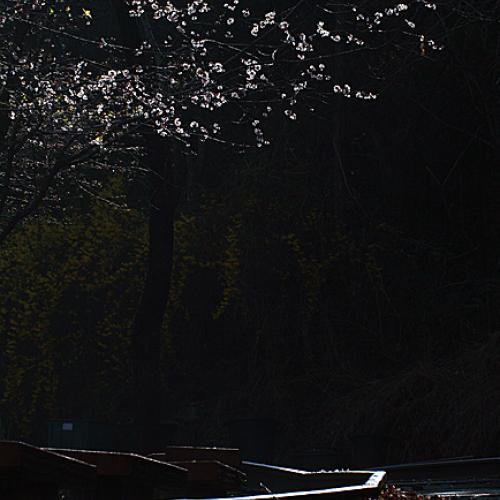 오늘 아침엔206탄(길)