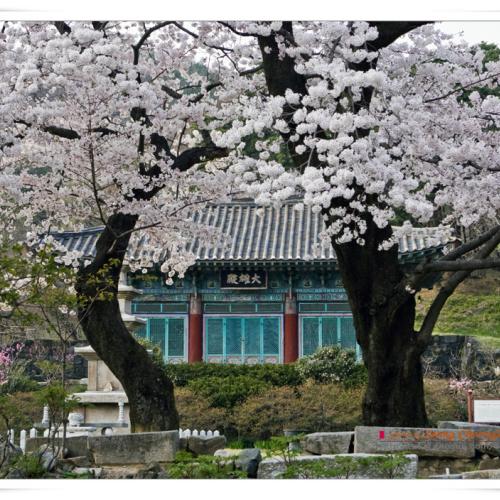 내년에 또 오십시오.